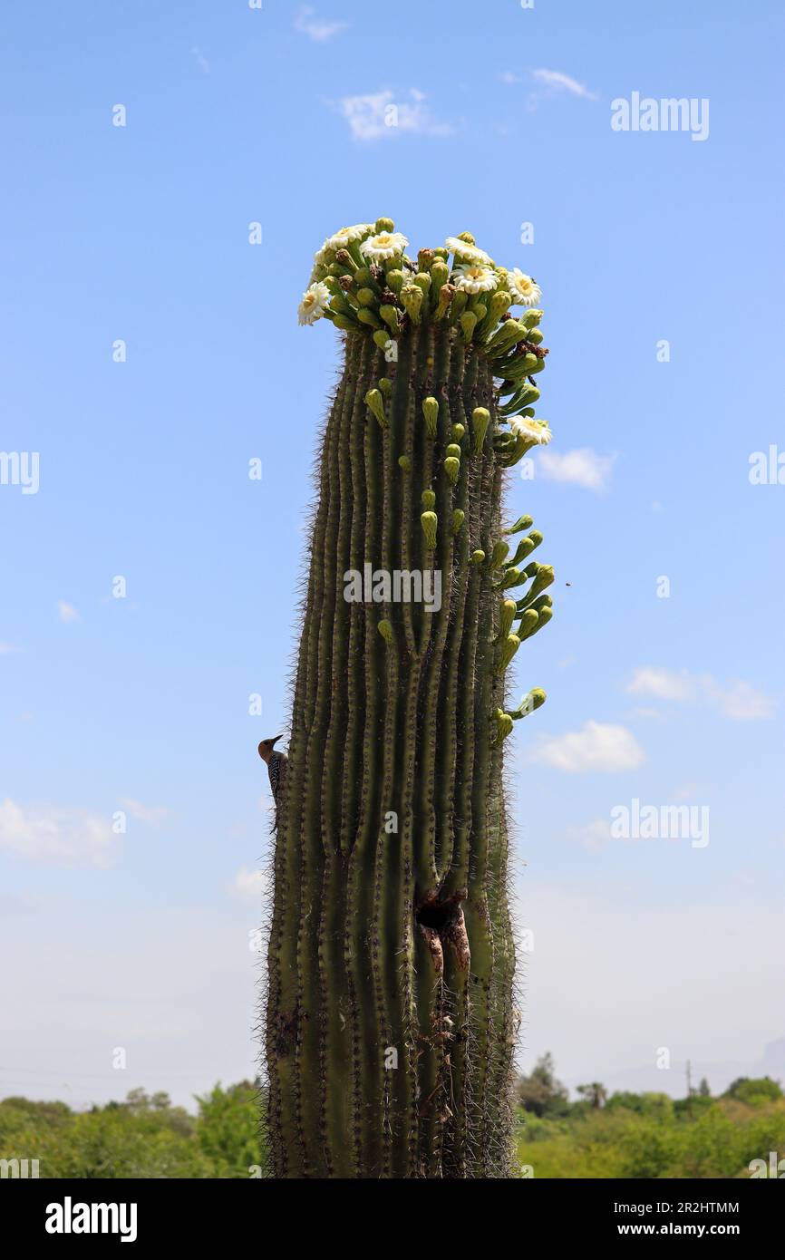 Saguaro cactus oder Carnegiea gigantea in Blüte auf der Uferranch in Arizona. Stockfoto
