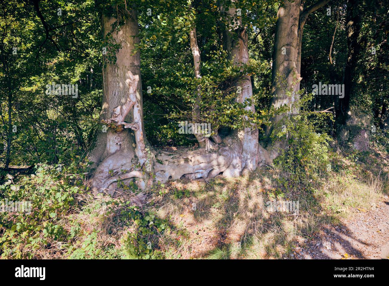 "Wir sind Familie", Baumfamilie im Wald von Bruchhausen, Rheinland-Pfalz, Deutschland Stockfoto
