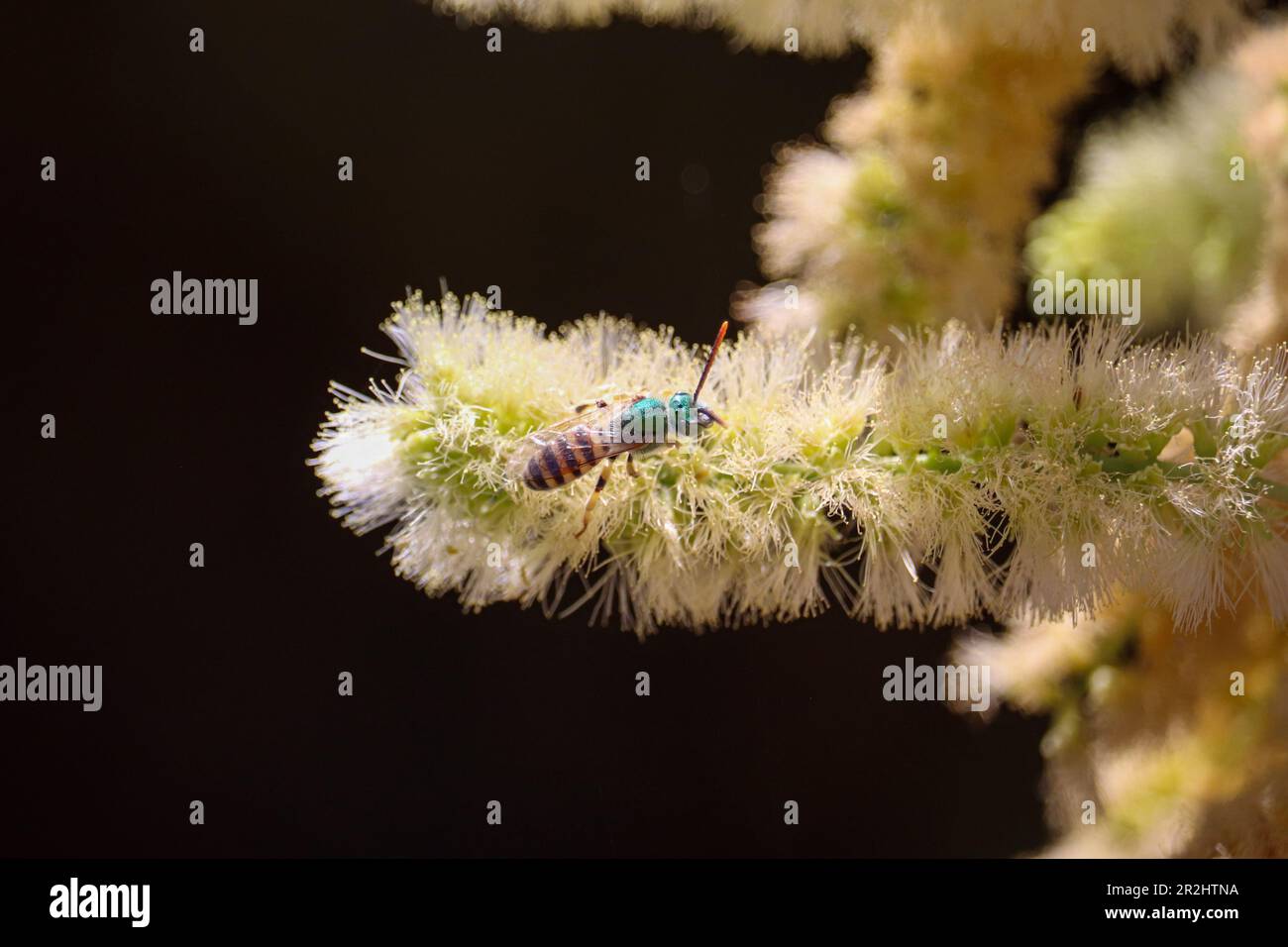 Schweißbiene oder Agapostemon, die sich auf einer Mesquite-Blüte auf der Uferfarm in Arizona ernähren. Stockfoto