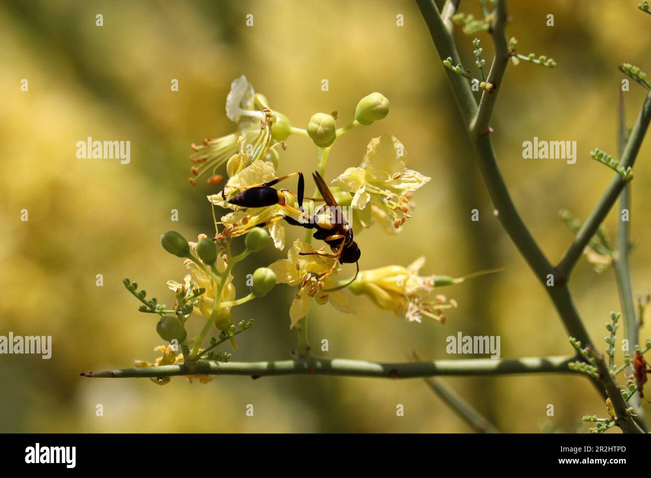 Schwarz-gelber Schlammbrauber oder Sceliphron Caementarium, das auf der Uferfarm Blumen von palo verde füttert. Stockfoto