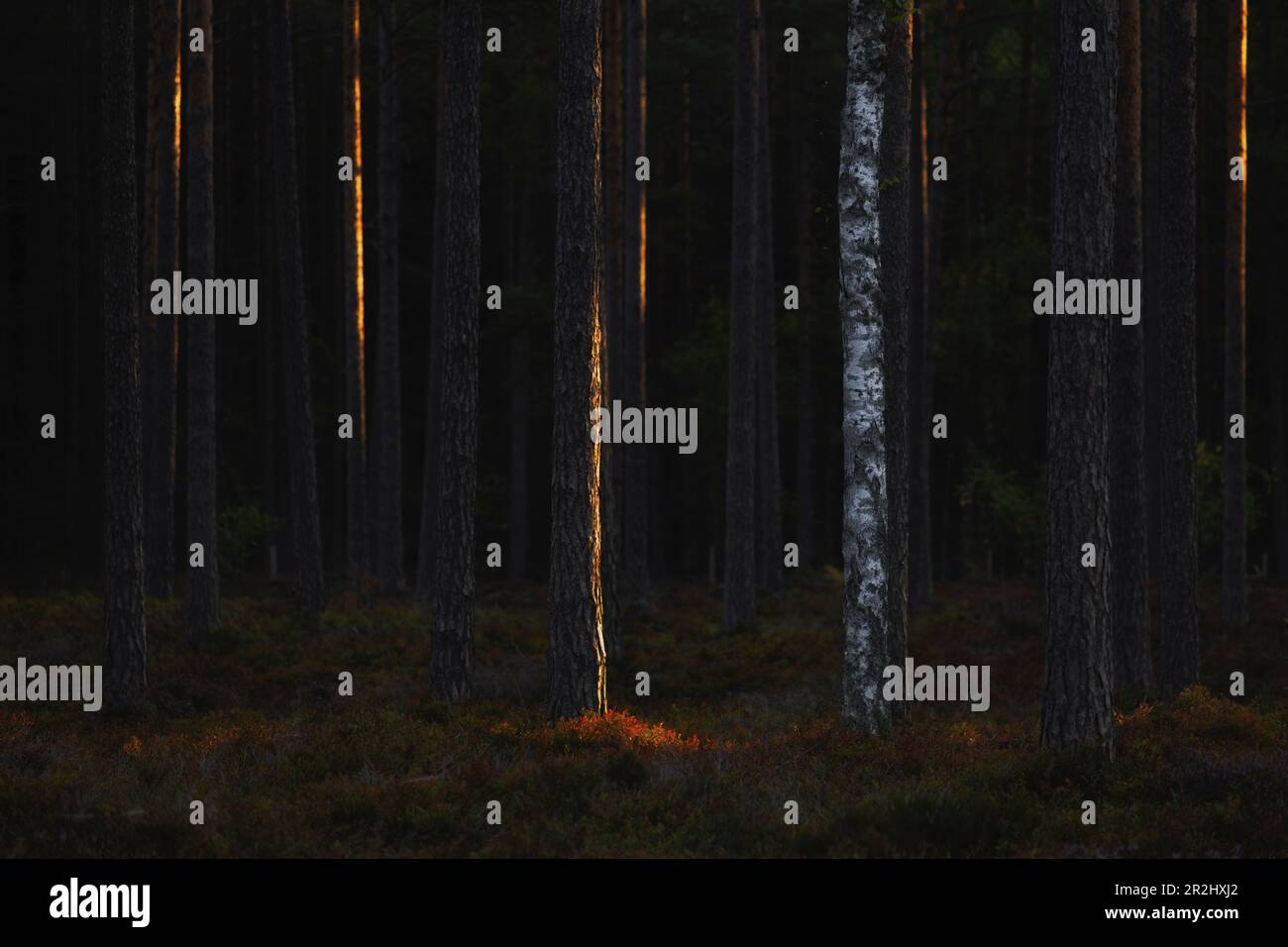 Im Wald stehen mehrere dunkle Fichtenstämme. Eine helle Birke dazwischen. Teilweise von der Sonne beleuchtet. Byxelkrok, Oland, Schweden Stockfoto