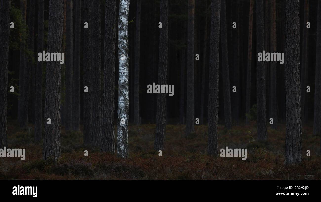 Im Wald stehen mehrere dunkle Fichtenstämme. Eine helle Birke dazwischen. Kein Himmel Byxelkrok, Oland, Schweden Stockfoto