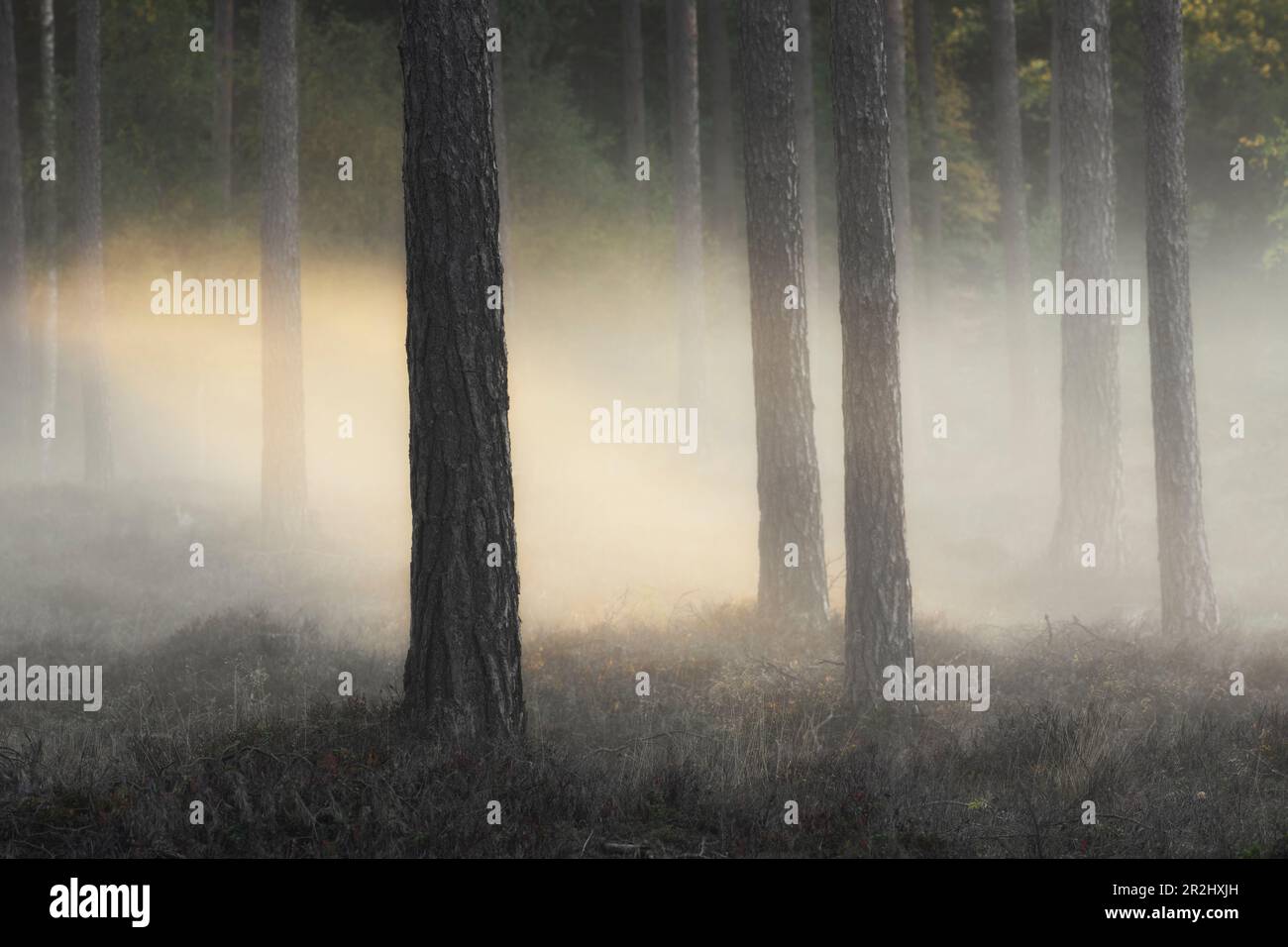 Bäume im offenen Wald stehen im Nebel. Warme Sonnenstrahlen. Kein Himmel Byxelkrok, Oland, Schweden. Stockfoto
