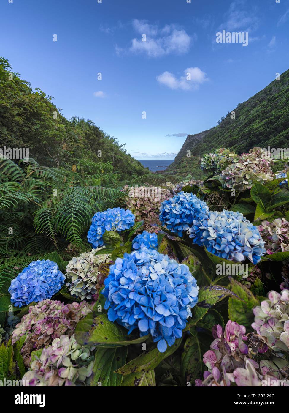 Hortensienblüten auf Flores, Azoren, Portugal, Atlantik, Europa Stockfoto