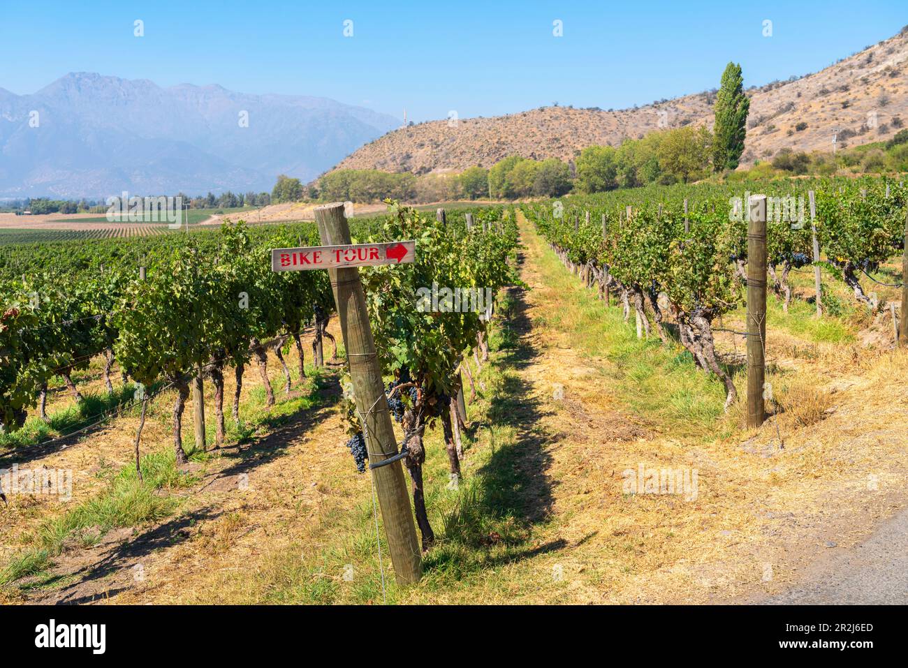 Weinberge mit den Anden am Horizont, Weingut Haras de Pirque, Pirque, Maipo Valley, Provinz Cordillera, Metropolregion Santiago, Chile Stockfoto