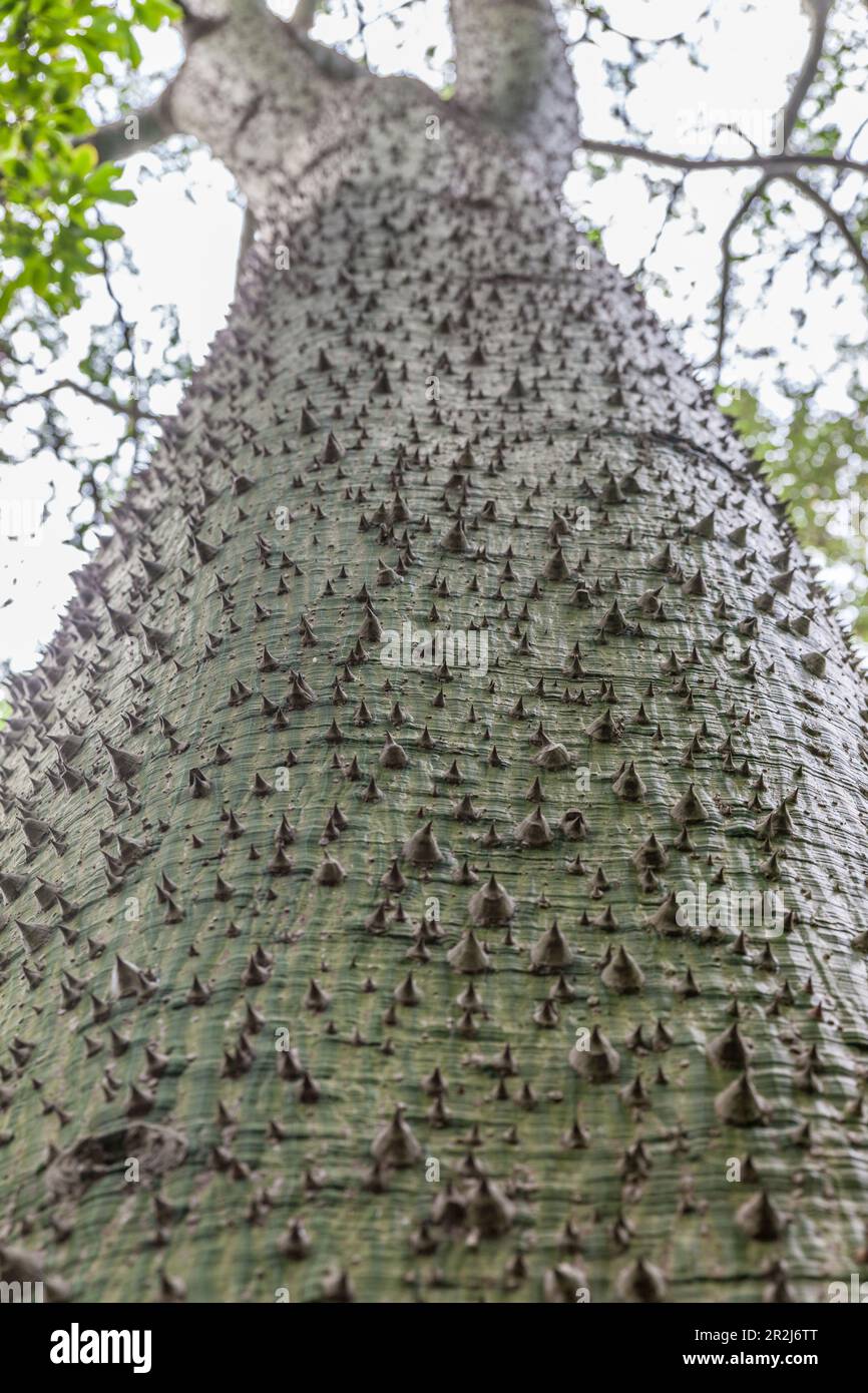 Stamm des Maya-Ceiba-Baumes im La Mortella-Garten in Forio, Insel Ischia, Golf von Neapel, Kampanien, Italien Stockfoto