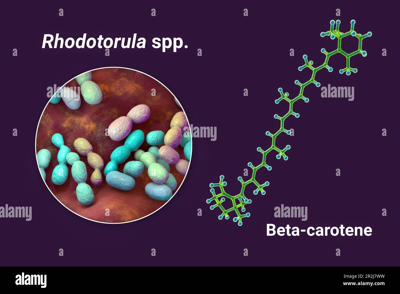 Rhodotorula fungi und Beta-Carotin-Molekül, Illustration Stockfoto