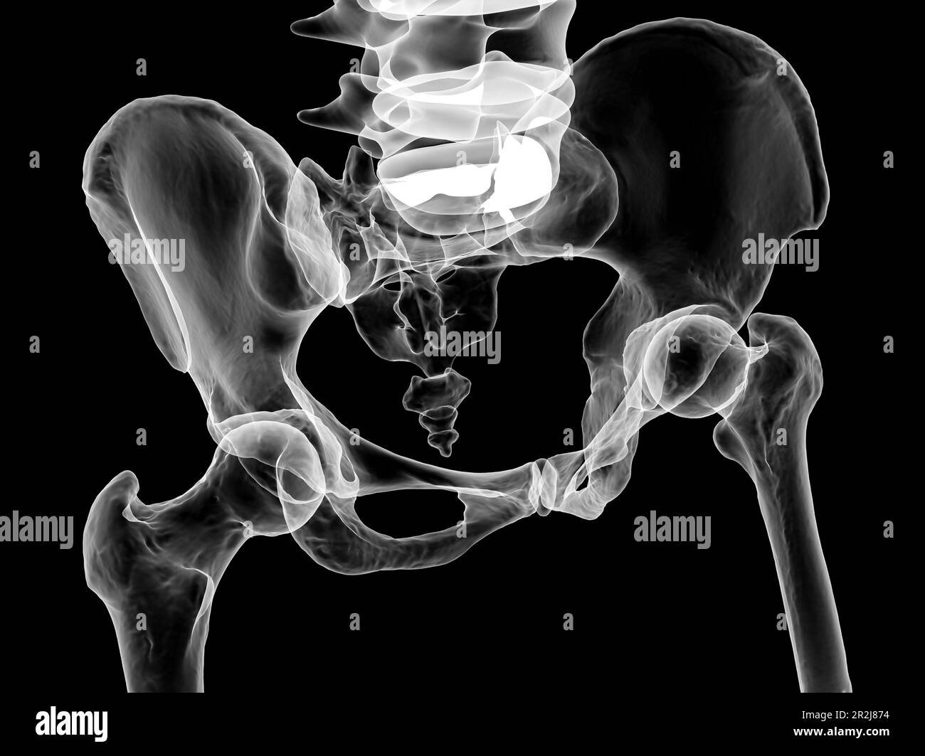 Anatomie der Beckenknochen, Illustration Stockfoto