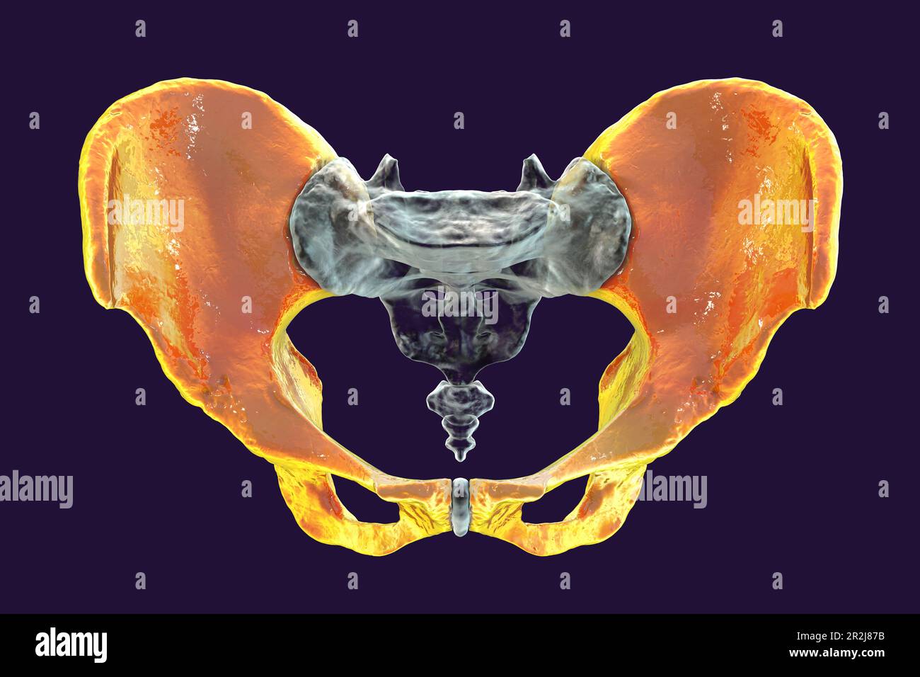 Anatomie der Koxalknochen, Illustration Stockfoto