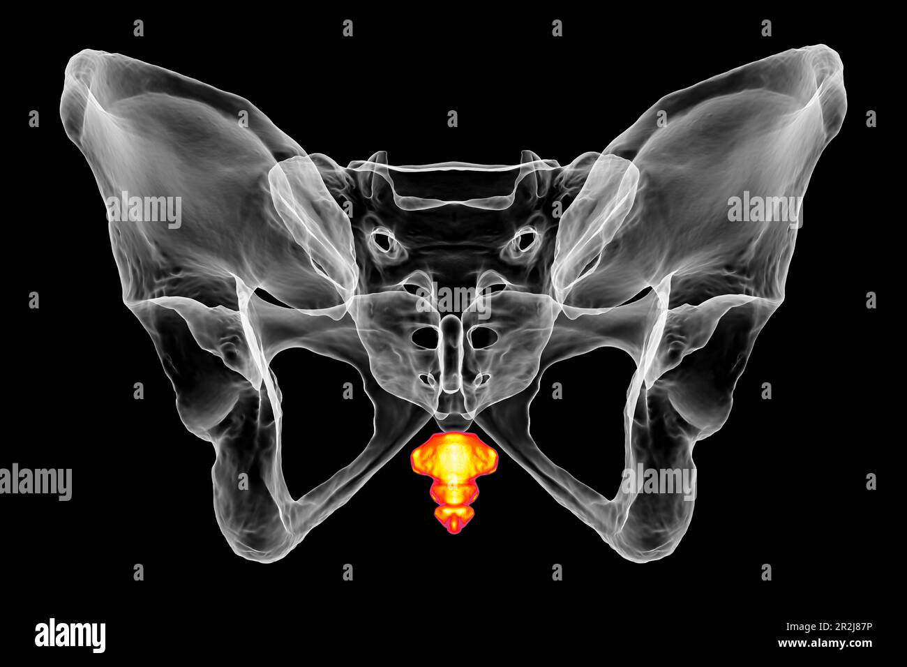 Anatomie des Steißbeins, Illustration Stockfotografie Alamy