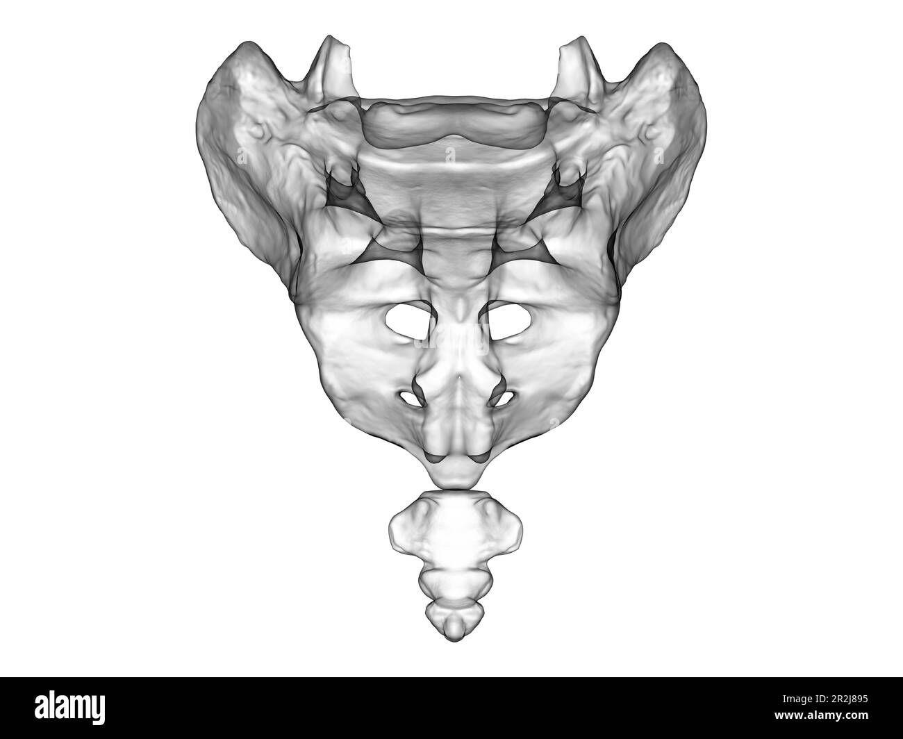 Anatomie von Kreuzbein und Steißbein, Illustration Stockfotografie Alamy