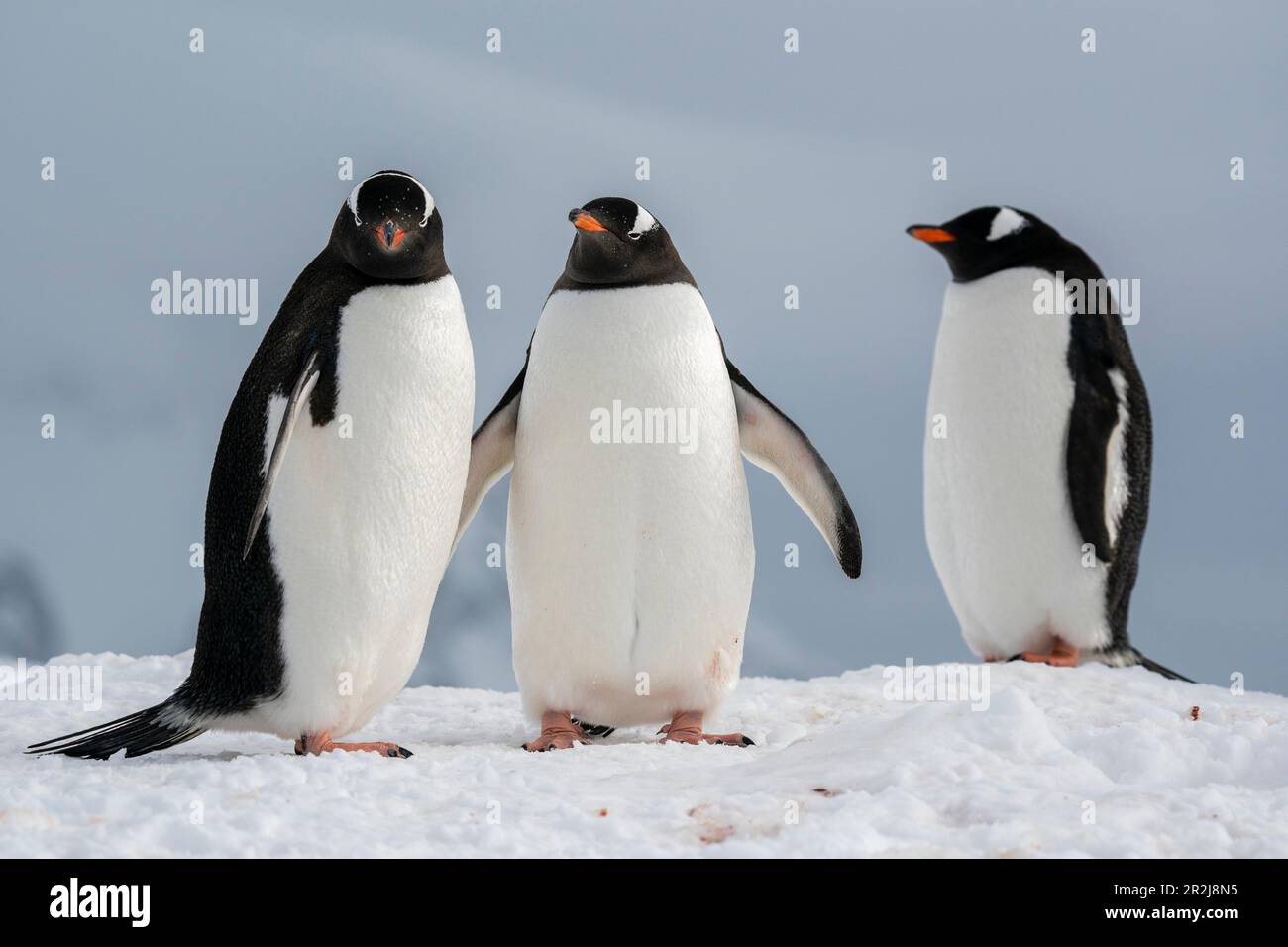 Gentoo-Pinguine (Pygoscelis papua), Petermann, Antarktis, Polarregionen Stockfoto