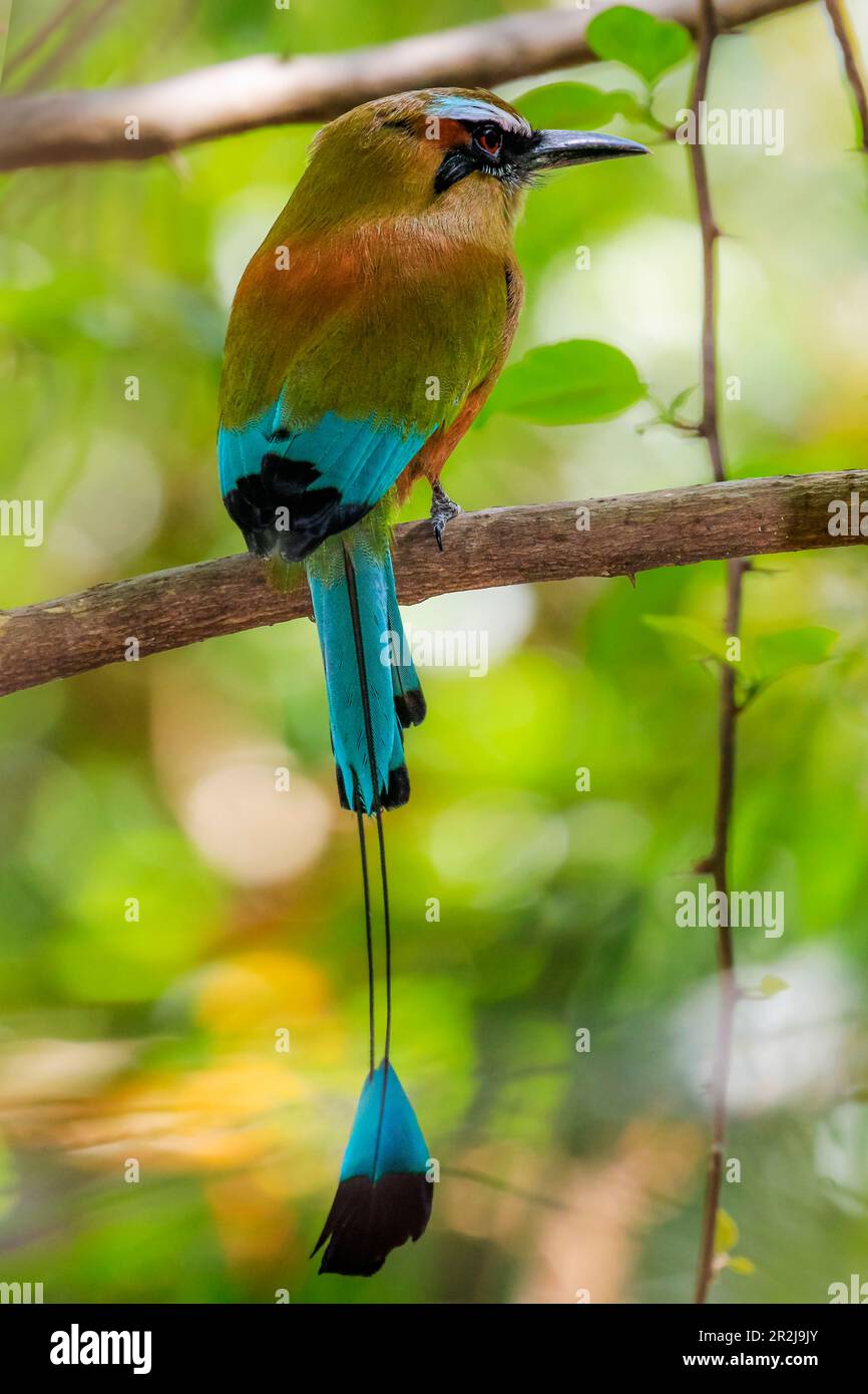 Guardabarranco (türkisbraun-Motto), Nationalvogel von Nicaragua, im Biologischen Reservat, Nosara, Guanacaste, Costa Rica, Mittelamerika Stockfoto