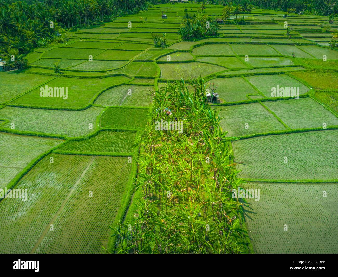Blick aus der Vogelperspektive auf Kajeng Rice Field, Gianyar Regency, Bali, Indonesien, Südostasien, Asien Stockfoto