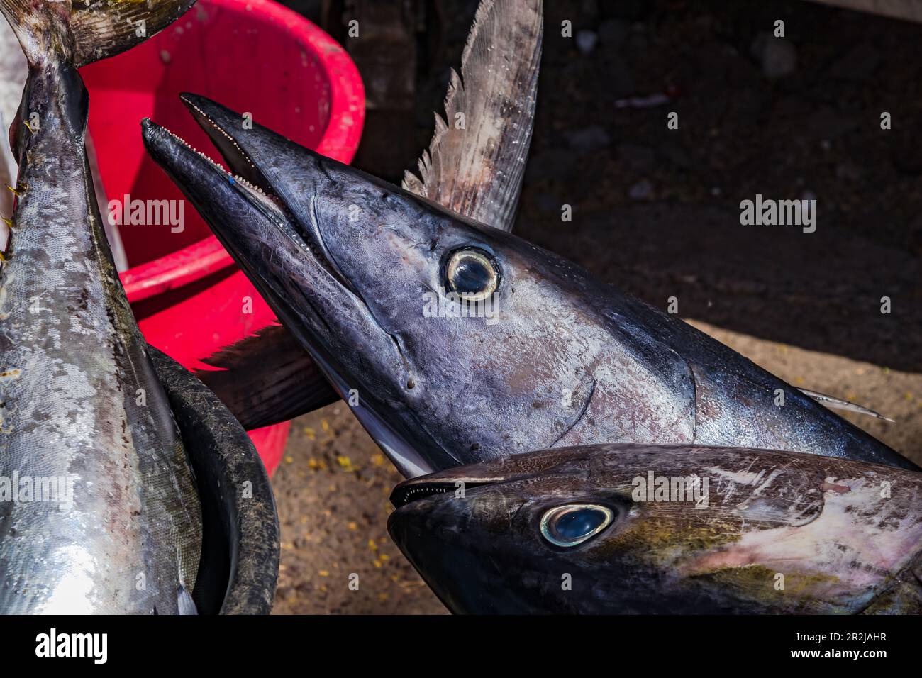 Mehrere unverwechselbare schimmernde Blauthunfische auf einem Markt auf Santiago Island, Kap Verde, Afrika Stockfoto