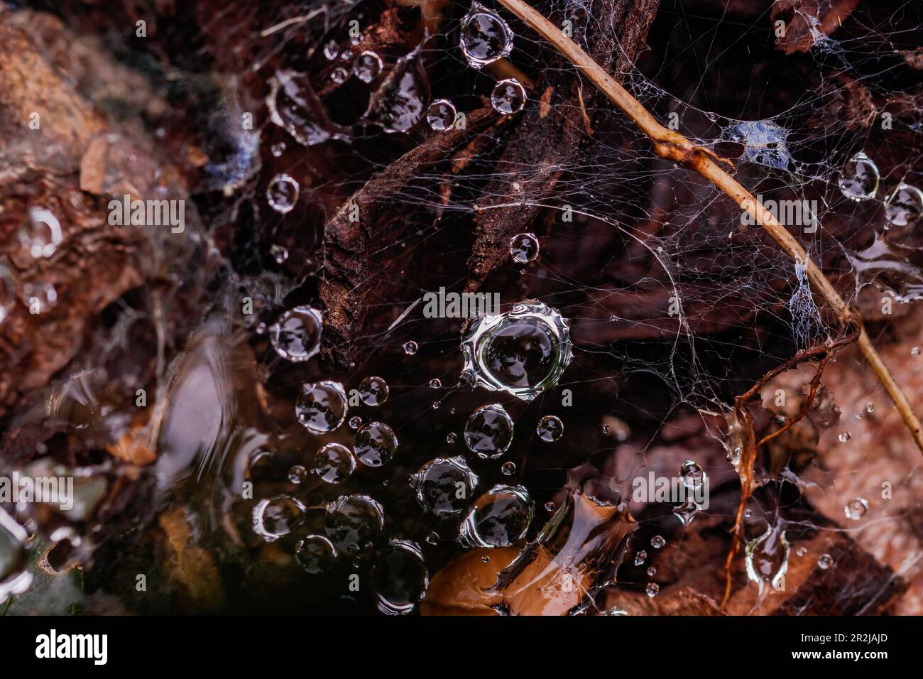 Wassertropfen aus dem Morgentau werden auf einem empfindlichen Spinnennetz über dem Boden gefangen Stockfoto