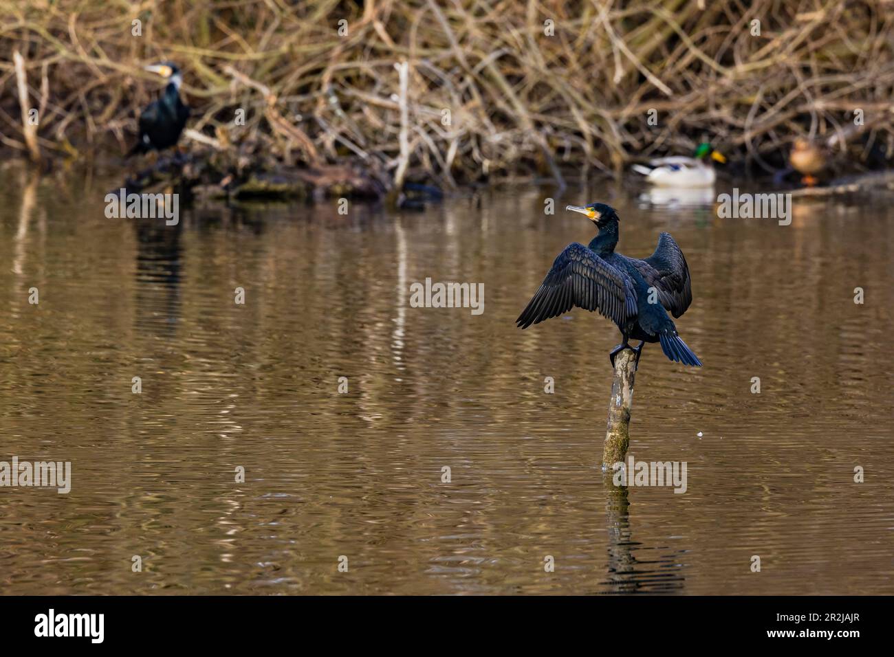 Ein schwarzer Kormoran mit gespreizten Flügeln steht auf einer Holzstange in einem See, Deutschland Stockfoto