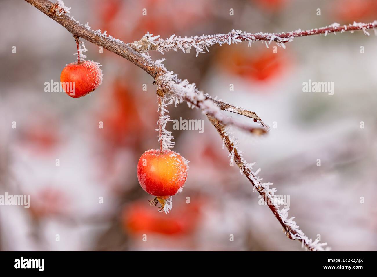 Zierapfel auf einem eisigen Ast im Winter, isoliert mit Eiskristallen und großer Feldtiefe, Deutschland Stockfoto