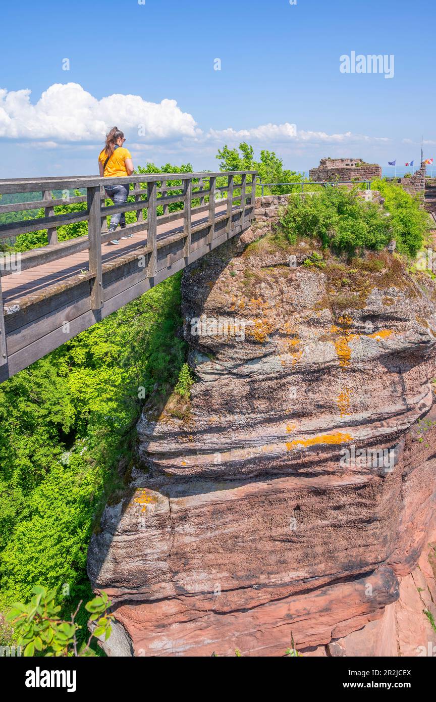 Schloss Hohbarr bei Saverne, Bas-Rhin, Elsass, Grand Est, Elsass-Champagne-Ardenne-Lothringen, Frankreich Stockfoto