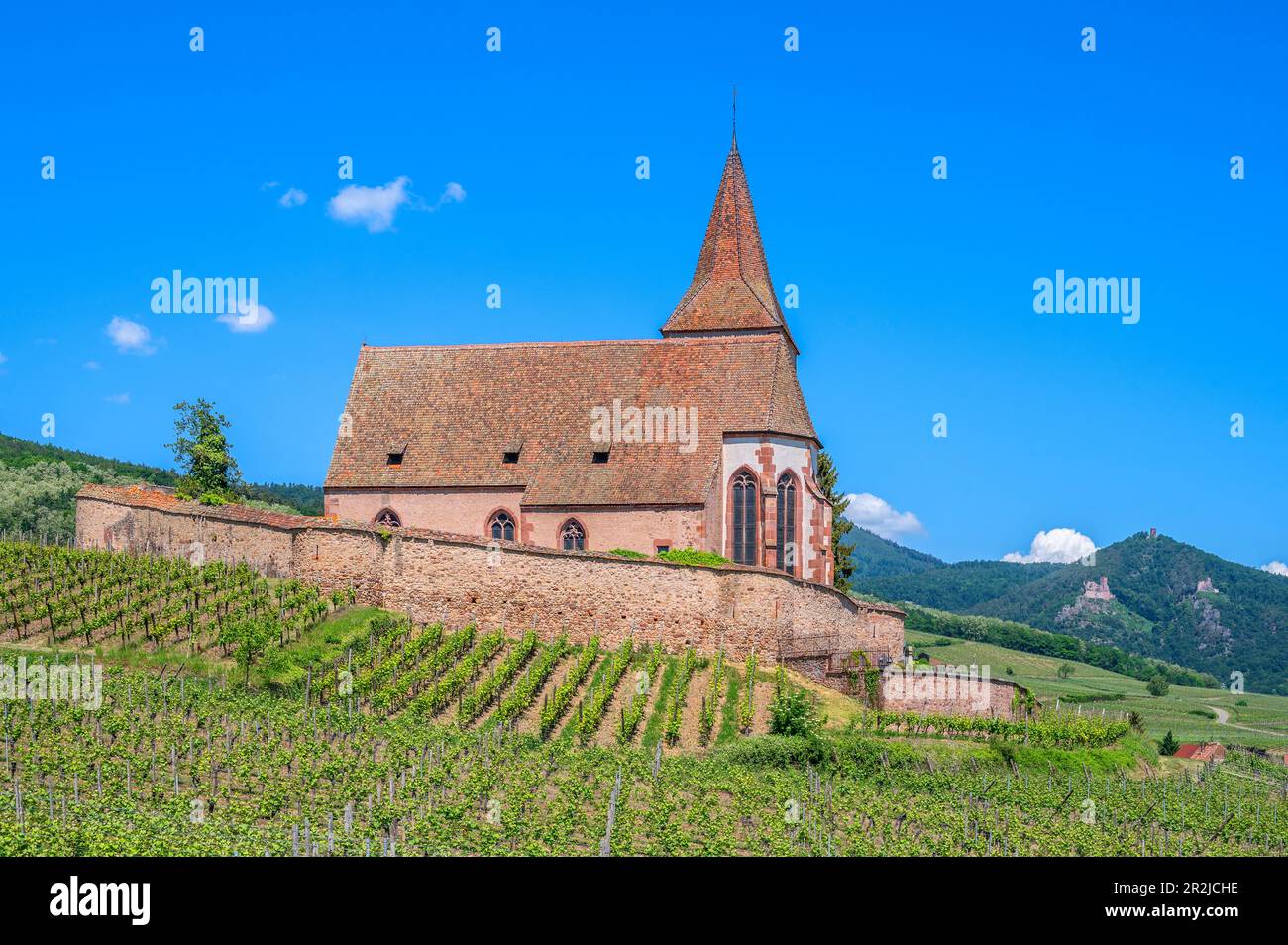 Weinbaudorf Hunawihr mit der befestigten Kirche St. Jacques, Hunawihr, Haut-Rhin, Route des Vins d'Alsace, Elsässer Weinstraße, Grand Est Stockfoto