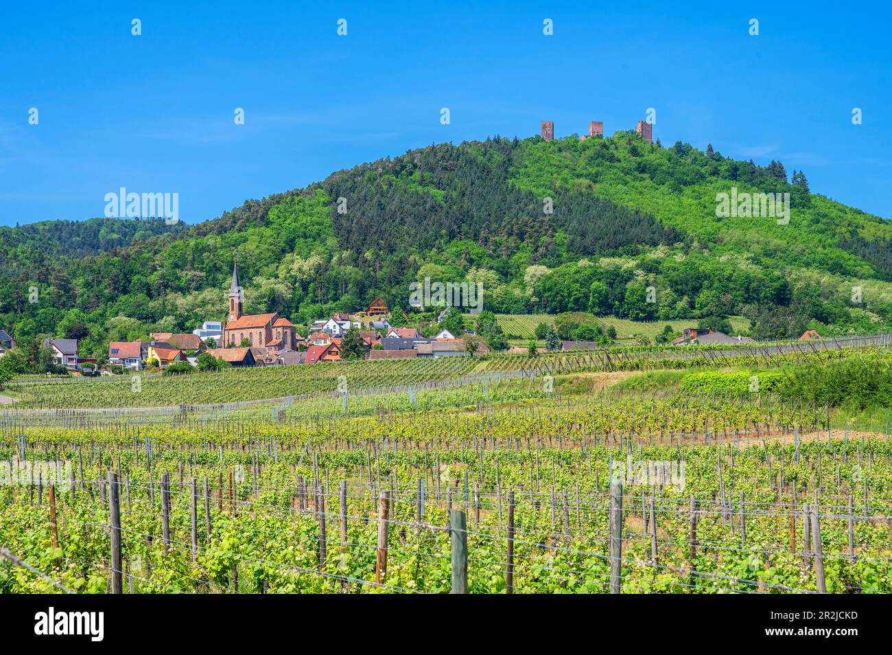 Blick auf Husseren-les-Chateaux mit den drei Egsen-Schlössern in der Nähe von Eguisheim, Haut-Rhin, Route des Vins d'Alsace, Elsass-Weinstraße, Grand Es Stockfoto