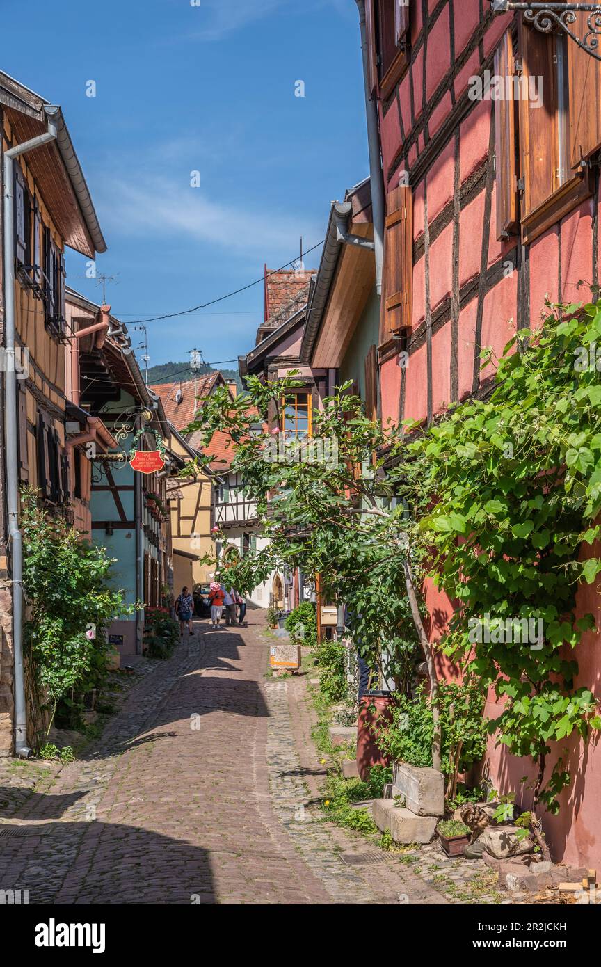 Allee in Eguisheim, Haut-Rhin, Route des Vins d'Alsace, Elsass Weinstraße, Grand Est, Elsass-Champagne-Ardenne-Lorraine, Frankreich Stockfoto