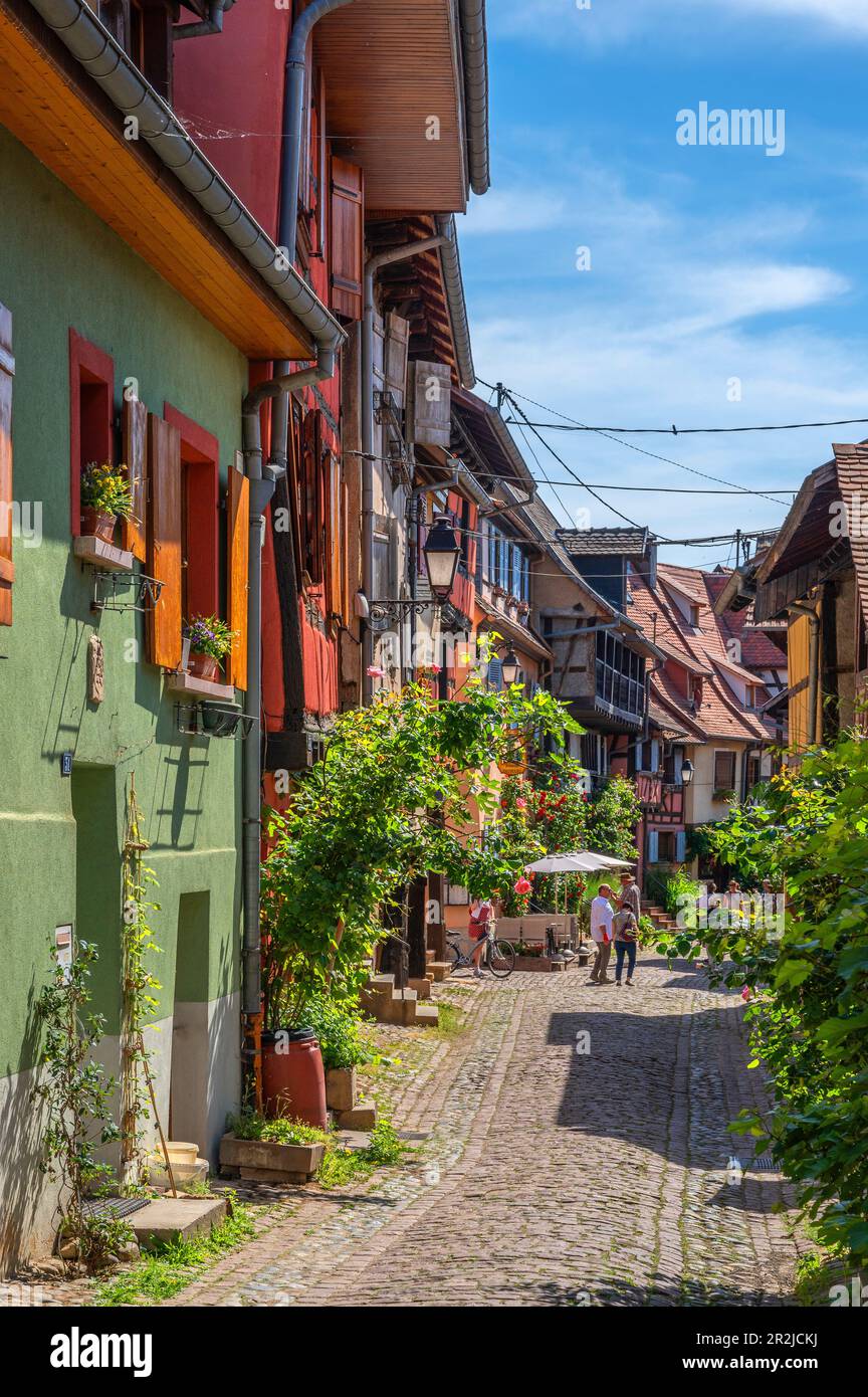 Allee in Eguisheim, Haut-Rhin, Route des Vins d'Alsace, Elsass Weinstraße, Grand Est, Elsass-Champagne-Ardenne-Lorraine, Frankreich Stockfoto
