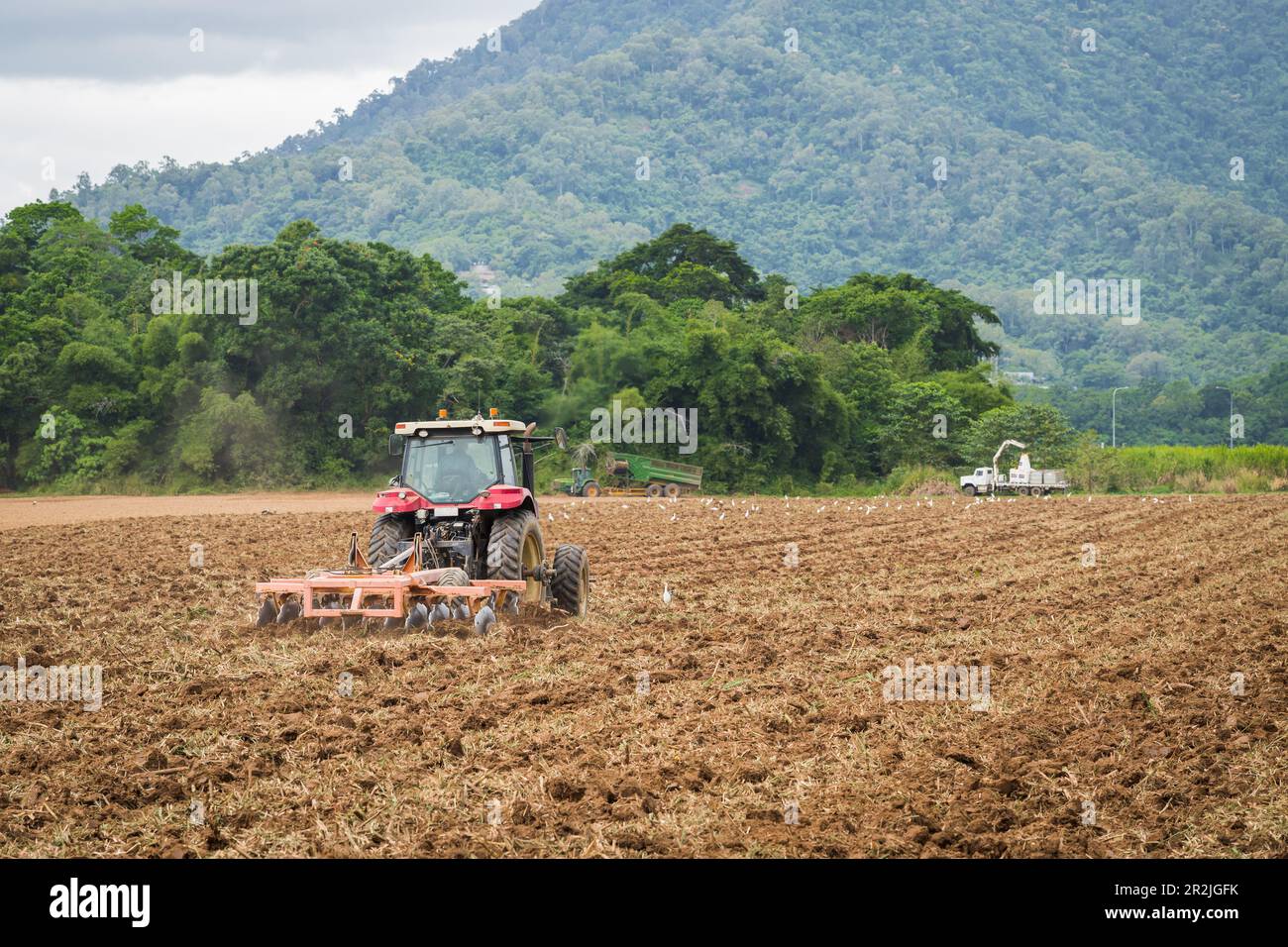 In Redlynch, Cairns, Australien, fährt ein roter Landtraktor, der einen Drehscheibenpflug zieht, schräg über eine gepflügte Koppel, die von Reihern umgeben ist. Stockfoto