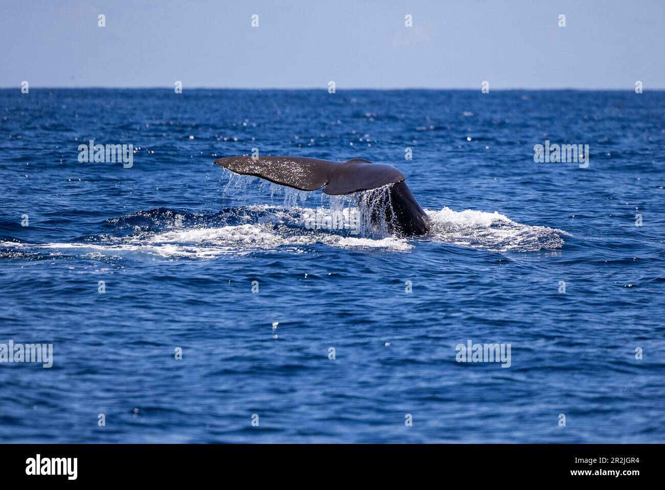 Samenwale (Physeter macrocephalus), der während einer Walbeobachtungstour gesehen wurde, Furnas, Sao Miguel Island, Azoren, Portugal, Europa Stockfoto
