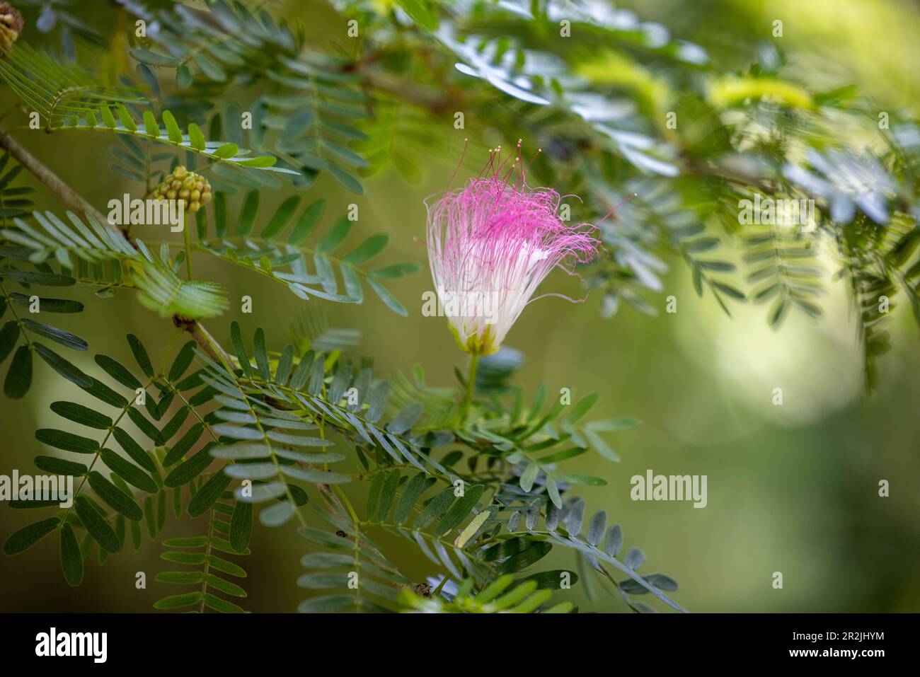 Tropische Blume im Mayan Eden Eco Park, Roatan, Bay Islands, Honduras, Mittelamerika Stockfoto