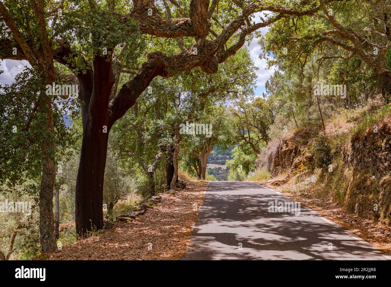 Eine einsame idyllische Straße in der Serra de São Mamede im portugiesischen Alentejo im Hintergrund, Portugal Stockfoto