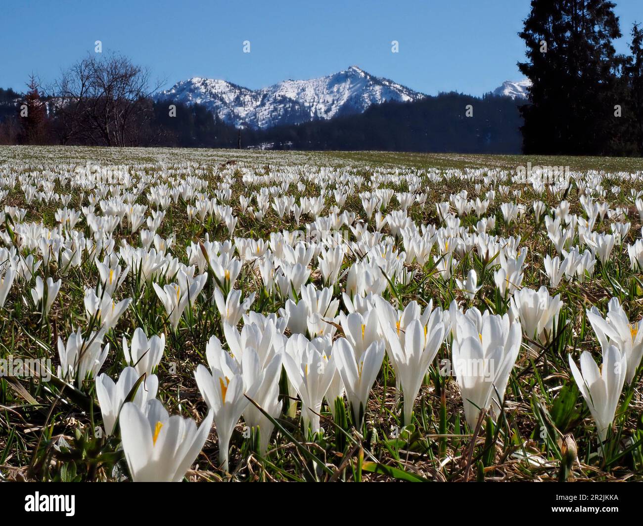 Crocus Meadow, Crocus vernus, Oberbayern, Alpen, Deutschland, Europa Stockfoto