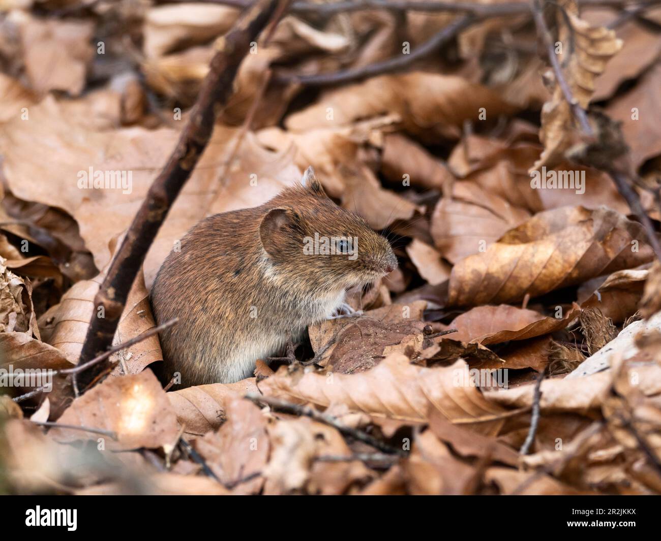 Bank Vole (Clethrionomys glareolus), Bayern, Deutschland Stockfoto