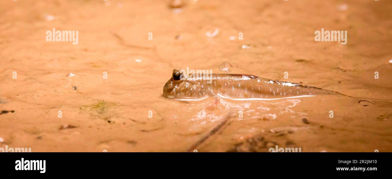 Periophthalmus barbarus krabbelt über Sand und Schlamm und hofft auf einen Partner, das beste Foto. Stockfoto