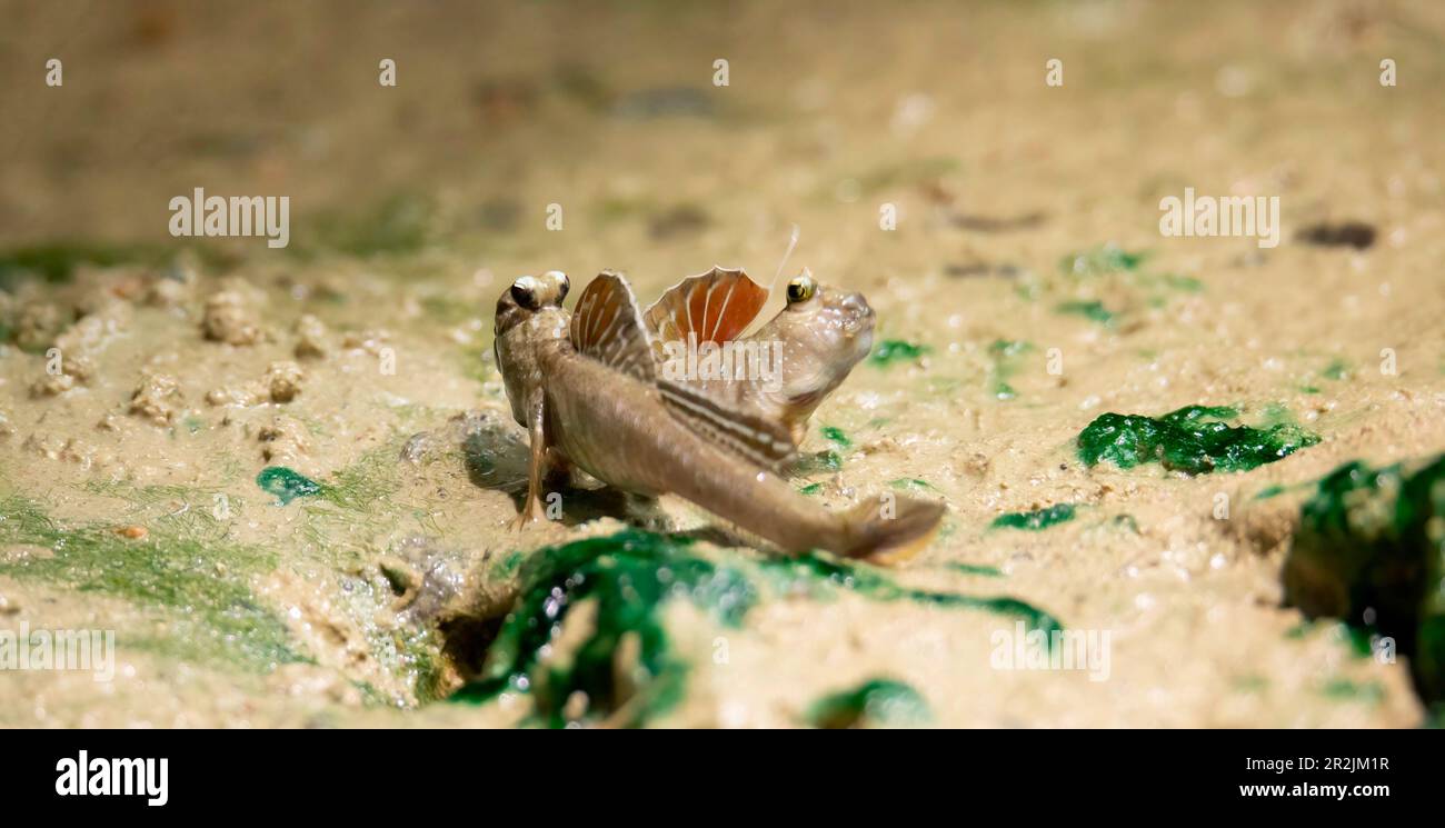 Periophthalmus barbarus krabbelt über Sand und Schlamm und hofft auf einen Partner, das beste Foto. Stockfoto