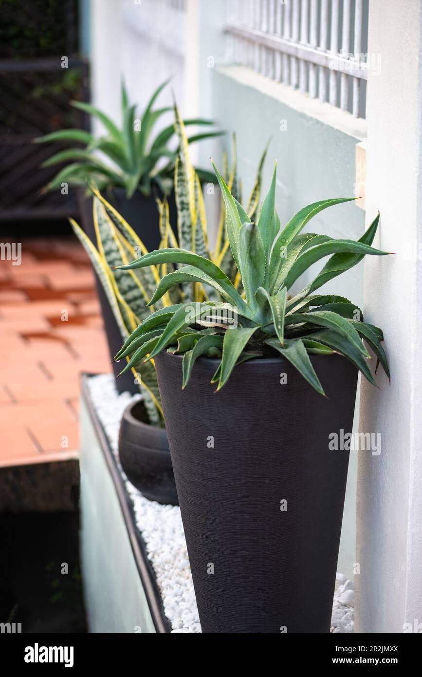 Agave Pflanze in einer schwarzen, modernen Topfdekoration Außenwand Stockfoto