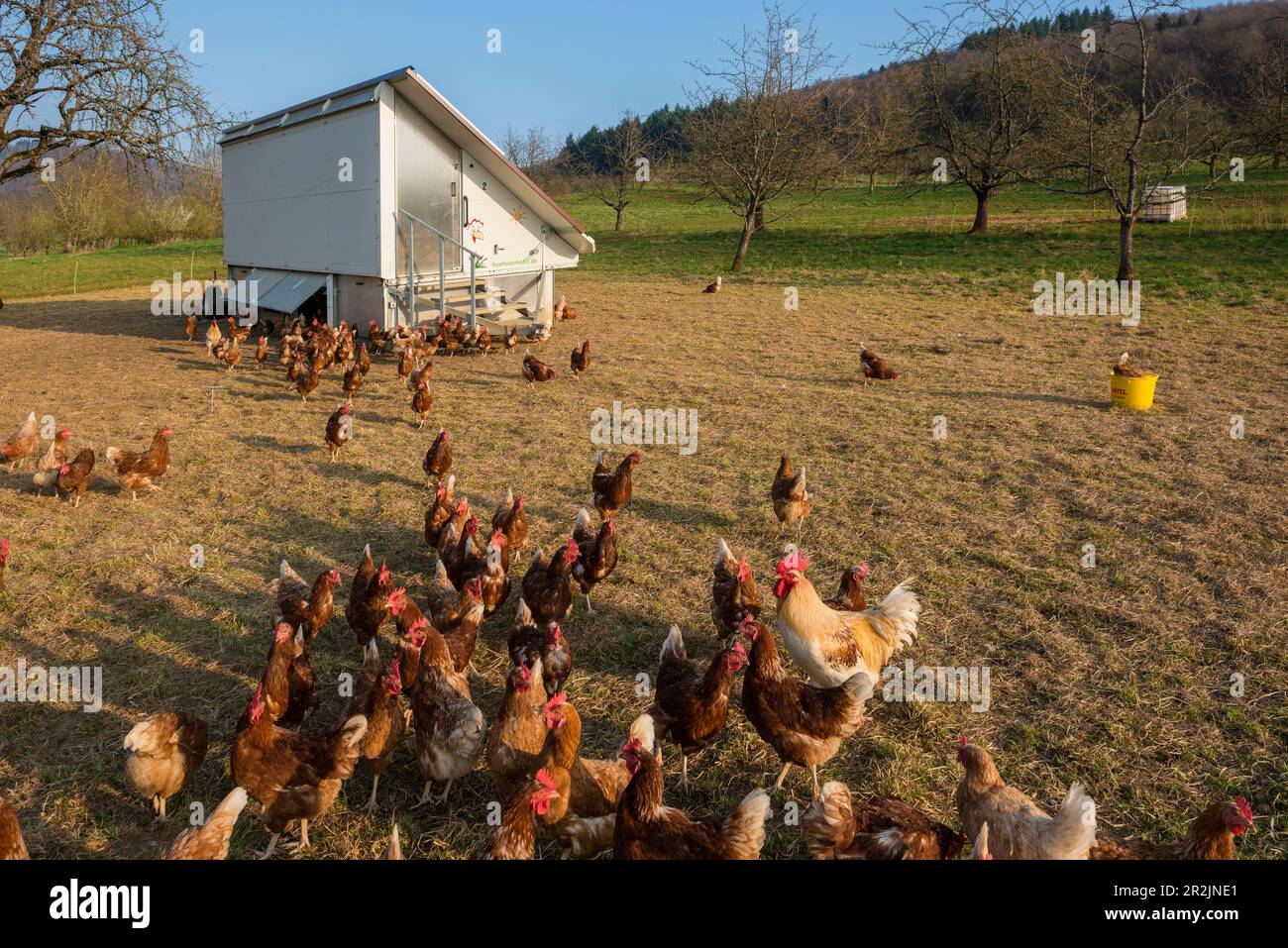 Hühner aus Freilandhaltung, in der Nähe von Freiburg im Breisgau, Schwarzwald, Baden-Württemberg, Deutschland Stockfoto