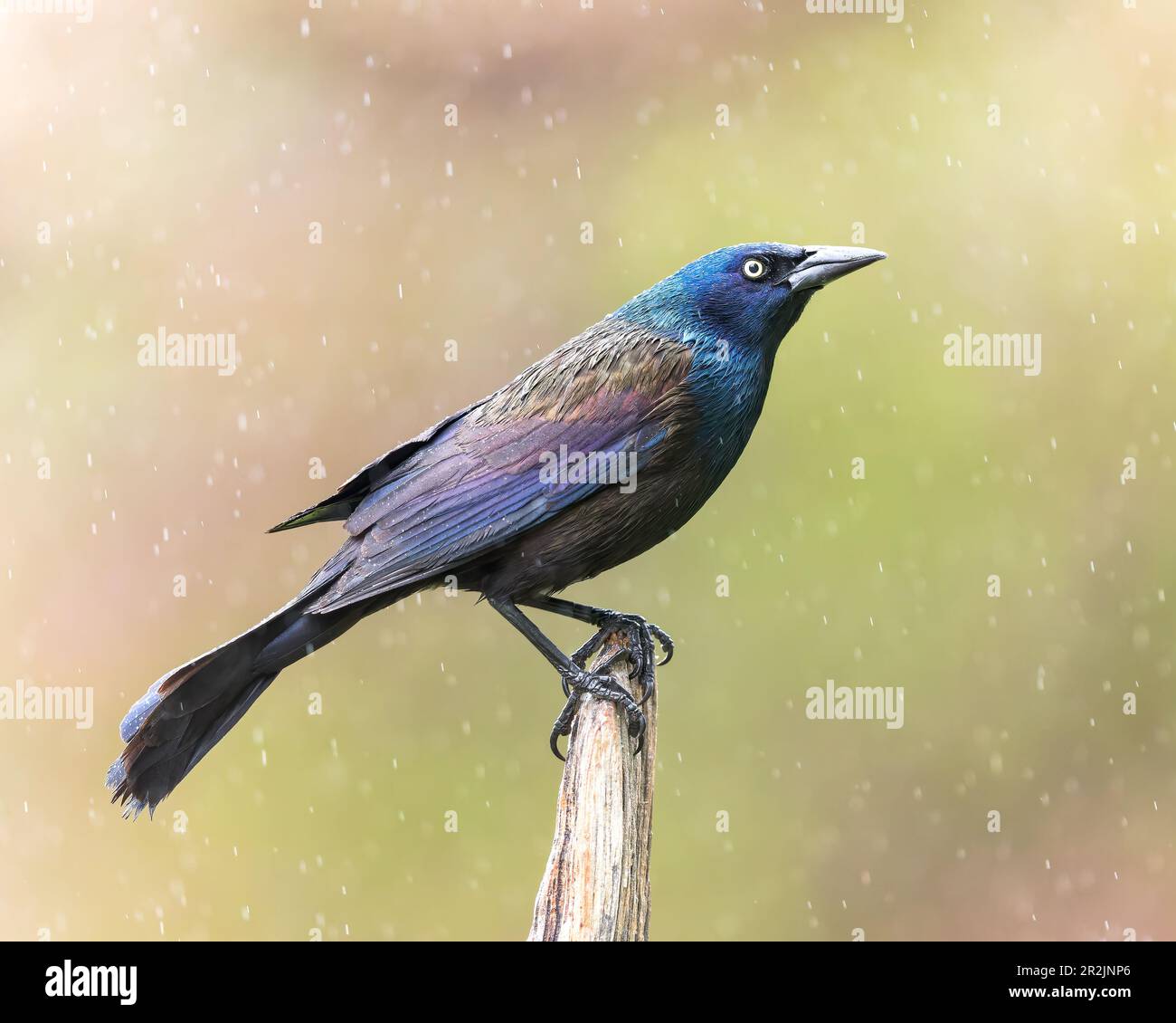 Eine gewöhnliche Gruft übersteht einen regnerischen Tag. Stockfoto
