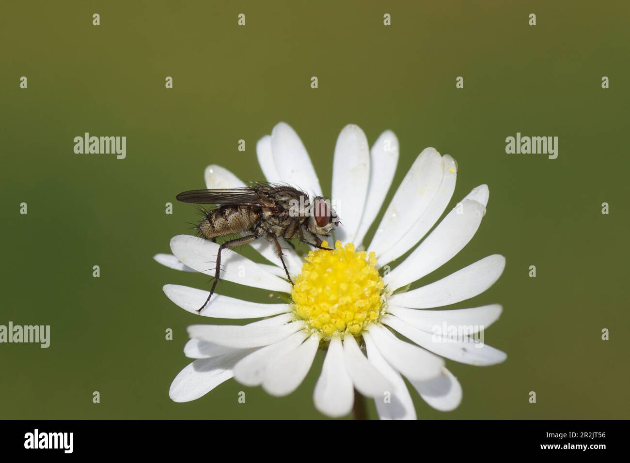 Nahaufnahme weiblicher Leukophora, Familie der Wurzelmaggot-Fliegen (Anthomyiidae). Uber eine Blume der Gänseblümchen Bellis perennis, Familie Asteraceae. Frühling, Mai Stockfoto