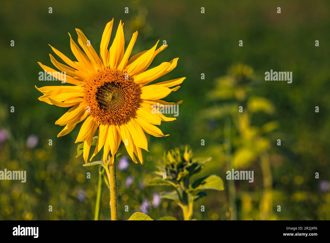 Eine auffallende gelbe Sonnenblume bei Sonnenuntergang vor einer Wiese mit bunten Blumen Stockfoto