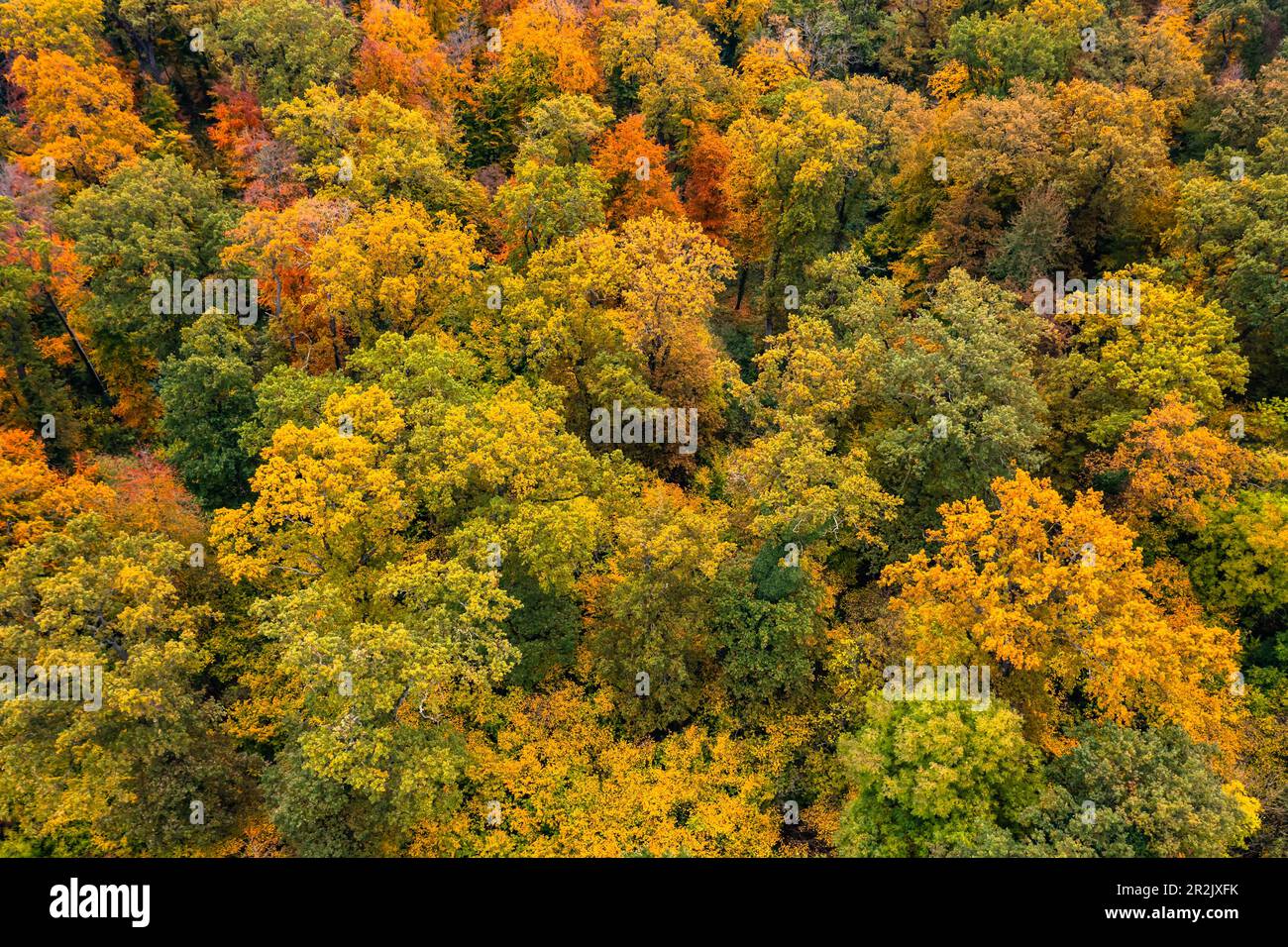 Herbstansicht eines Waldes mit gelben, orangen und roten Laubbäumen in einem Mischwald in Süddeutschland, Europa Stockfoto