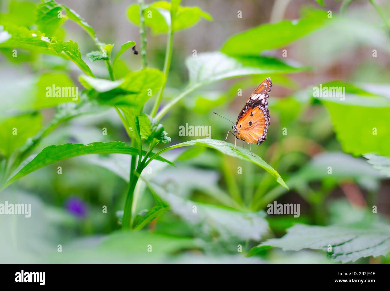 Indischer einfarbiger Tiger-Schmetterling - Danaus chrysippus Stockfoto