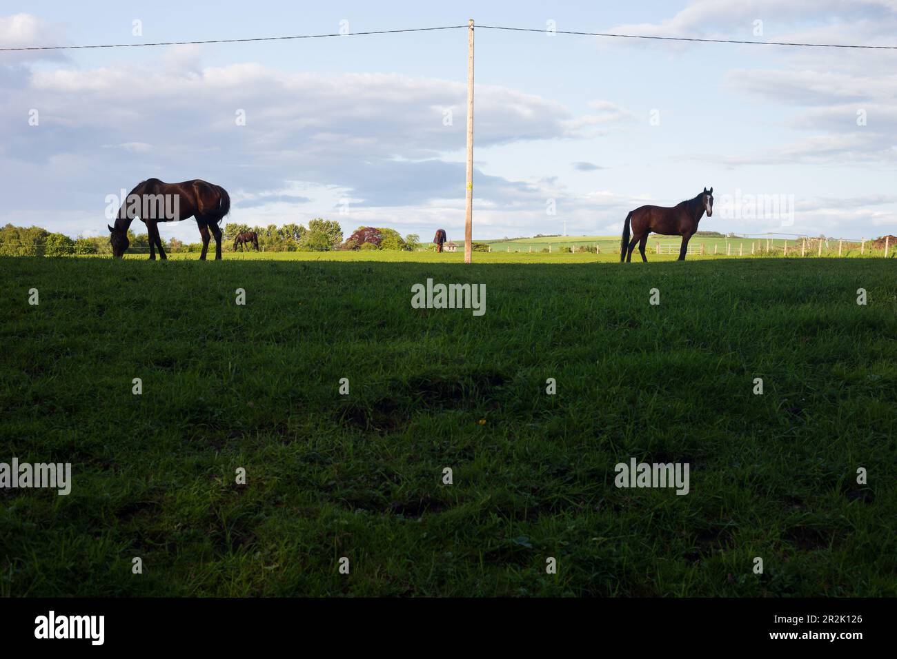 Pferd auf einem Feld in Schottland an einem sonnigen Sommerabend. Stockfoto