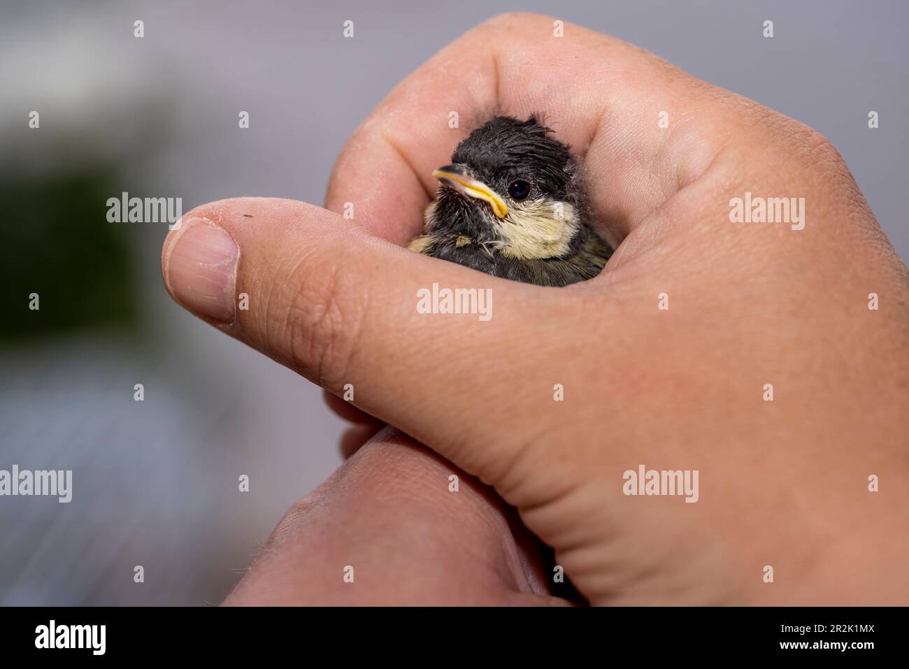 Magdeburg, Deutschland: Eine junge große Titte sitzt in der Hand ihres Ersatzvaters. Er füttert das Vogelbaby mit Insekten, weil die Eltern des Vogels es nicht hatten Stockfoto