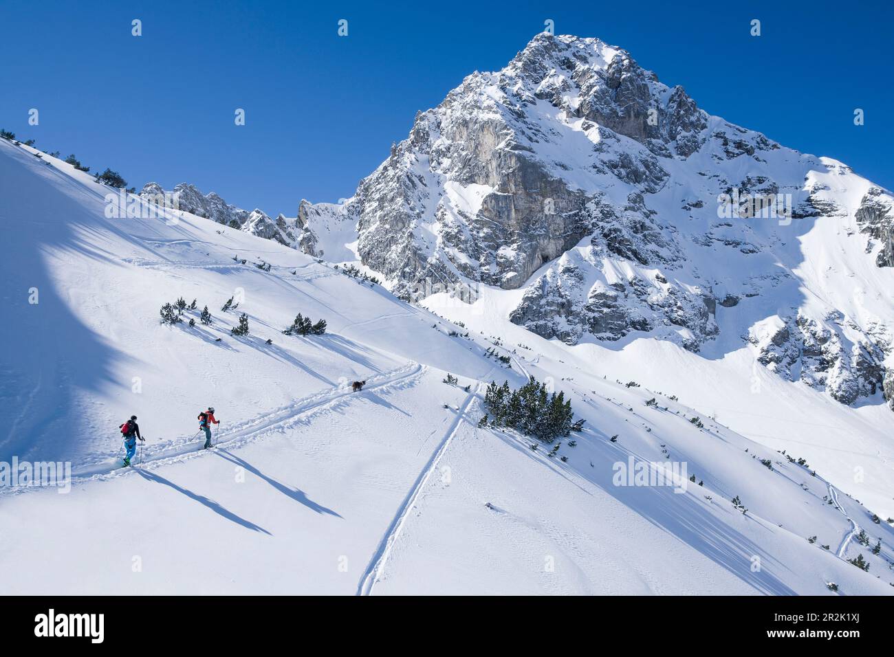 Skitourengeher mit Hund ziehen im Tiefschnee eine Aufstiegsstrecke zum Tajakopf in Ehrwald, blauer Himmel bei Sonnenschein Stockfoto