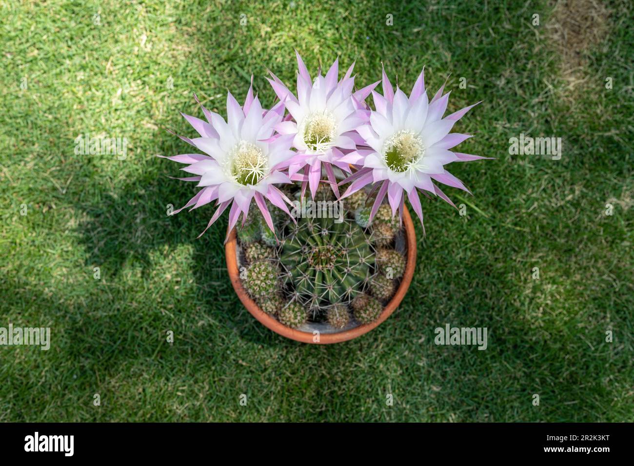 Echinopsis oxygona Hybrid Blooming Cactus High angle view Stockfoto