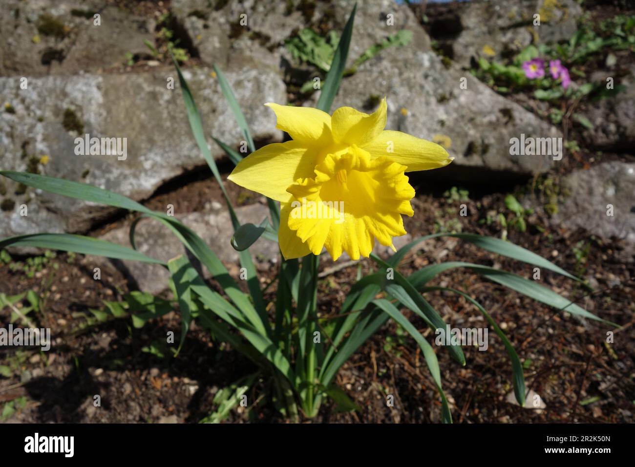 Nahaufnahme der leuchtend gelben Blumenzwiebel der Lilie (Narcissus pseudonarcissus), die aus dem gesunden braunen Oberboden wächst, umgeben von seinem Gre Stockfoto