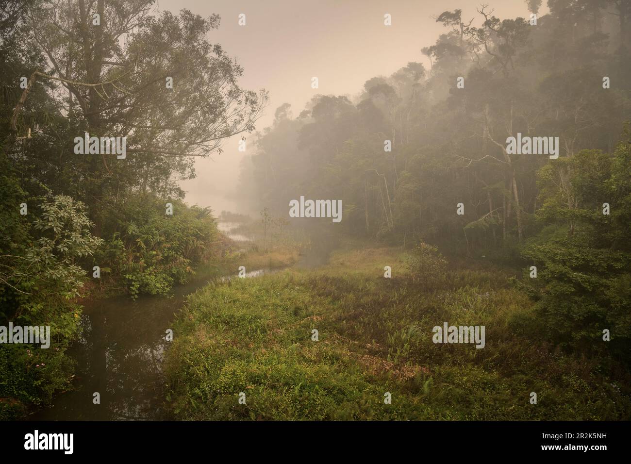 Andasibe-Mantadia-Nationalpark, Zentralhochland, Madagaskar, Afrika Stockfoto