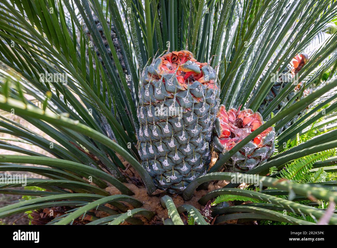 Burrawang, Macrozamia communis, offener Kegel mit reifen Samen Stockfoto