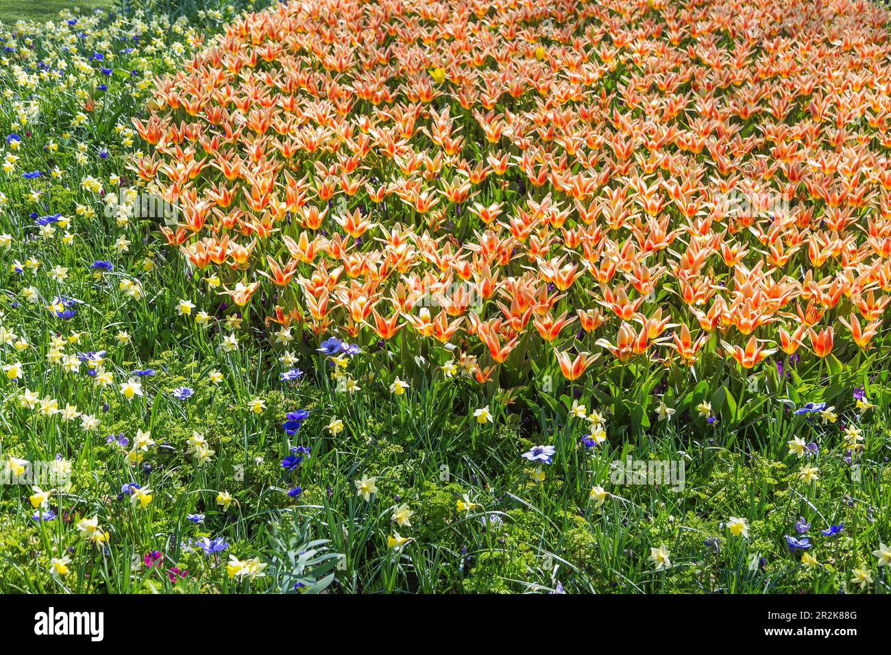 Keukenhof, Tulpenschau, Gärten Stockfoto
